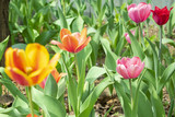 Fototapeta Tulipany - Flowering in the spring in a garden on a flower-bed multicolored tulips
