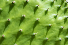 Close-up View Of Green Cactus Leaf As A Background.
