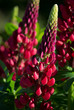 Beautiful red lupine flower in a natural green environment 