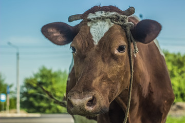 Soft focus cow close portrait