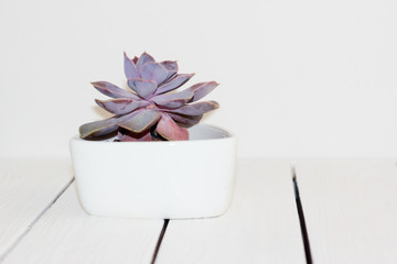 Close up of violet (purple) succulent plant 