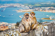 closeup of a pair of macaques, male and female in a reserve on the Gibraltar peninsula