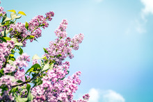 Lilac Blooming Tree On A Blue Sky Background. Copyspace