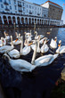 Group of mute swans in Alster lake near the Town Hall. Hamburg, Germany