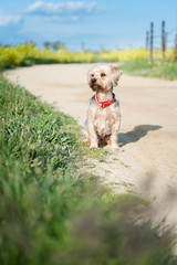  Yorkshire Terrier in foreground isolated from the background of nature.