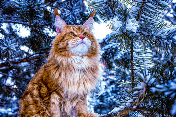 Wall Mural - A very nice wild red and white maine coon cat sitting on the pine tree in the winter snowy forest.