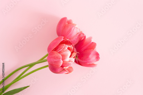 Beautiful pink peony flowering tulips on pink background. Holiday greeting ca...