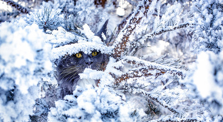 Wall Mural - A very nice wild red and white maine coon cat sitting on the pine tree in the winter snowy forest.