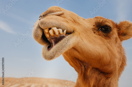 Camel in Israel desert, fun...