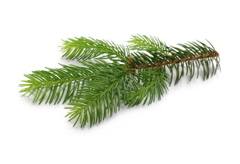 pine branch isolated on white background
