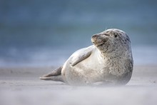 Grey Seal On Beach
