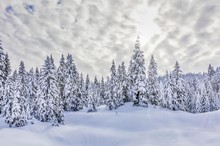 Snow-covered Spruces, Jura Mountains, Region Auvergne-Rhone-Alpes, France, Europe