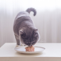 Wall Mural - British short hair cat eating meat