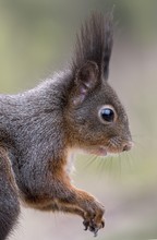 Eurasian Red Squirrel (Sciurus Vulgaris), Animal Portrait, Tyrol, Austria, Europe