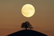 © imageBROKER - Solitaire tree, Linden tree (Tilia), on moraine hills at full moon, Canton Zurich, Switzerland, Europe