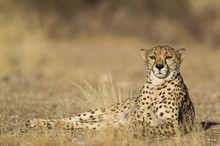 Portrait Of Cheetah Relaxing On Landscape 
