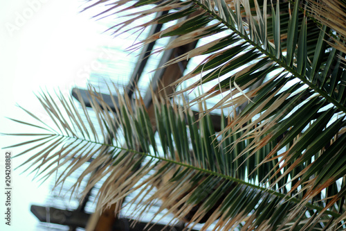 Foto-Plissee zum Schrauben - Closeup old dry palm leaf on blurry background. Mediterranean coast region. (von Olga_Rom)