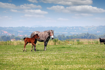 mare and foal in pasture spring season