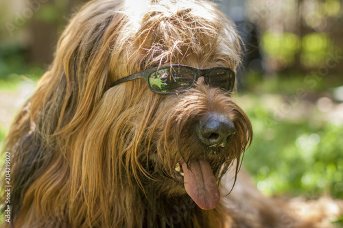 Hund Briard