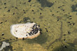 Kijanki pływające w stawie, rozmnażanie żab