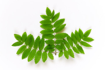 Wall Mural - rowan tree leaves on white background. rowanberry botanical leaf. top view, flat lay.