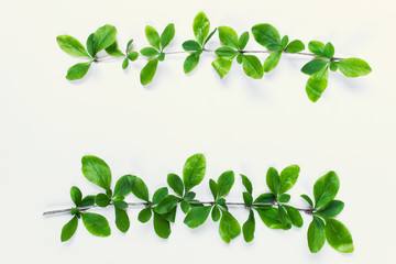 Wall Mural - two branches of forest plants isolated on white background. mock up with plants and copy space. top 