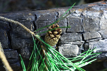 Pine Branch With Cone On A Burnt Tree