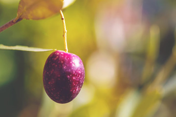 Canvas Print - Olive tree branch with a red olive