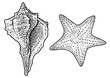 Seashell and starfish illustration, drawing, engraving, ink, line art, vector