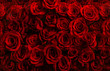  million fresh red roses isolated on a black background. Greeting card with roses