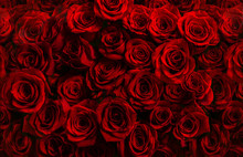  Million Fresh Red Roses Isolated On A Black Background. Greeting Card With Roses