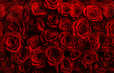 million fresh red roses isolated on a black background. greeting card with roses