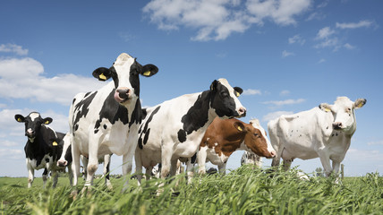 black and white cows in green grassy summer meadow under blue sky near amersfoort in the netherlands