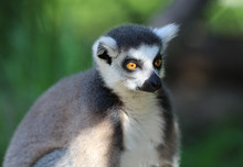 Portrait Of A Ring Tailed Lemur