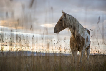 Fototapeta pejzaż ssak góra trawa koń