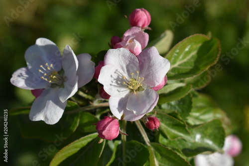 Zdjęcie XXL kwiat jabłoni