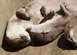 Close up of Oriental Short Clawed Otters cuddling and sleeping