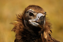 The Detail Of The Head Of Cinereous Vulture (Aegypius Monachus) Or Black Vulture, Monk Vulture, Or Eurasian Black Vulture With Yellow Background
