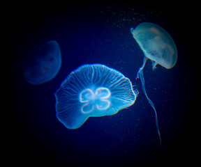 Wall Mural - Medusa Small jellyfish in glass cabinet.