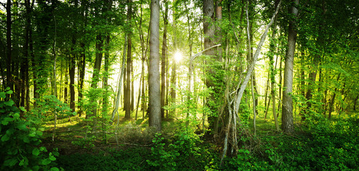  Naturalny dziki las oświetlony promieniami słońca