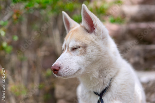 Photographie Kuma,the siberian husky