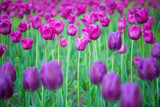 Fototapeta  - Spring tulips flowers in the wind

