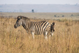 Fototapeta Sawanna - Plains Zebras