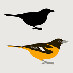 Wall Mural - bird oriole vector illustration  flat style black