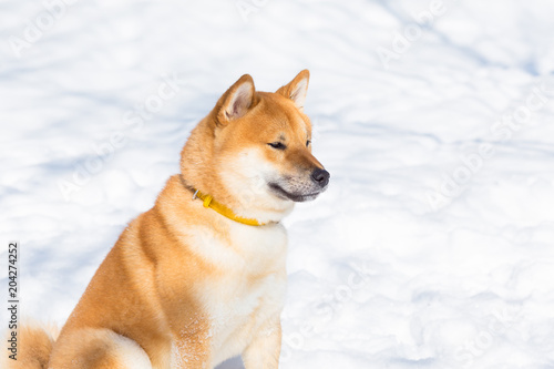 Red Shiba Inu Dog Is Playing And Running In A Snow Park In