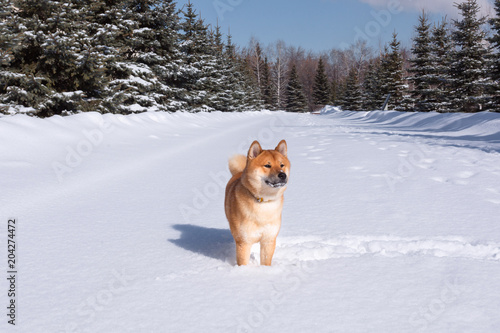 Red Shiba Inu Dog Is Playing And Running In A Snow Park In