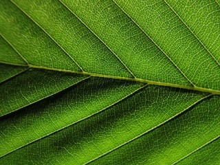 Details of a green leaf