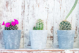 Fototapeta  - Tiny Cacti in the Pots on Light Background