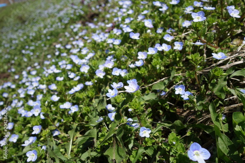 春の野草 青い小さな花 オオイヌノフグリ Stock Photo Adobe Stock