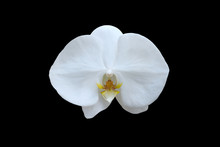 White Orchid Isolated On Black Background.